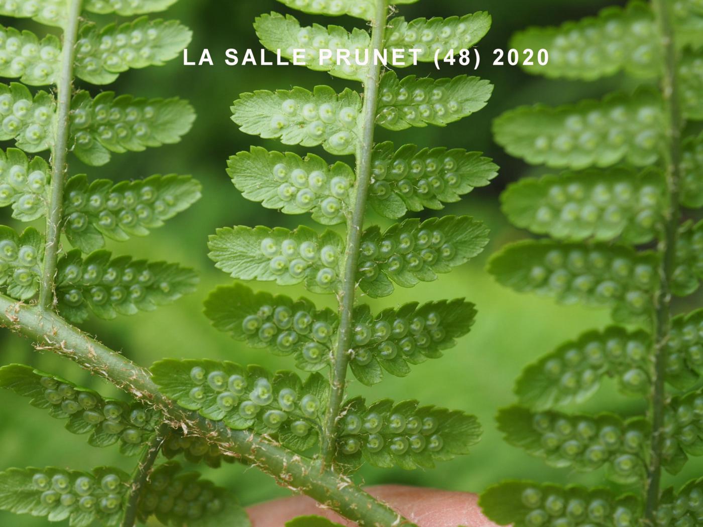 Fern, Male flower